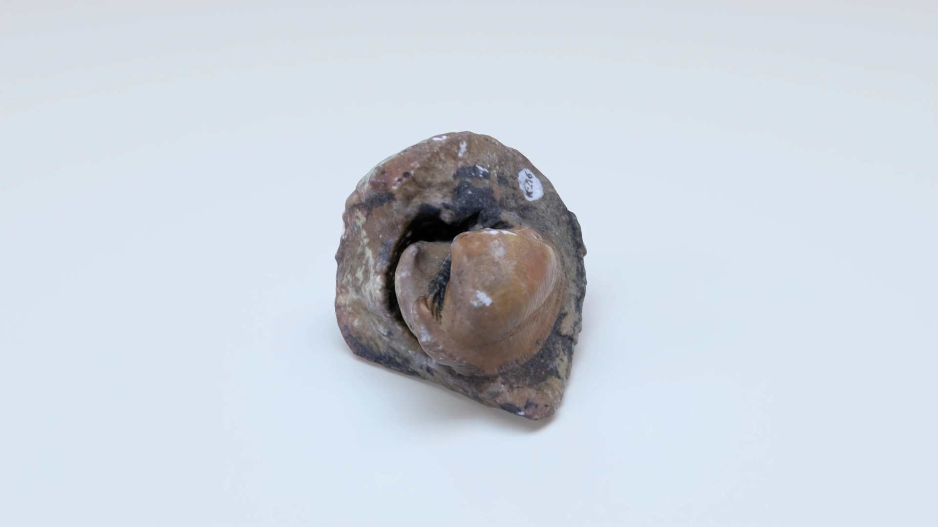 Bivalve cucullaea pri 61558, a 3D model on Womp