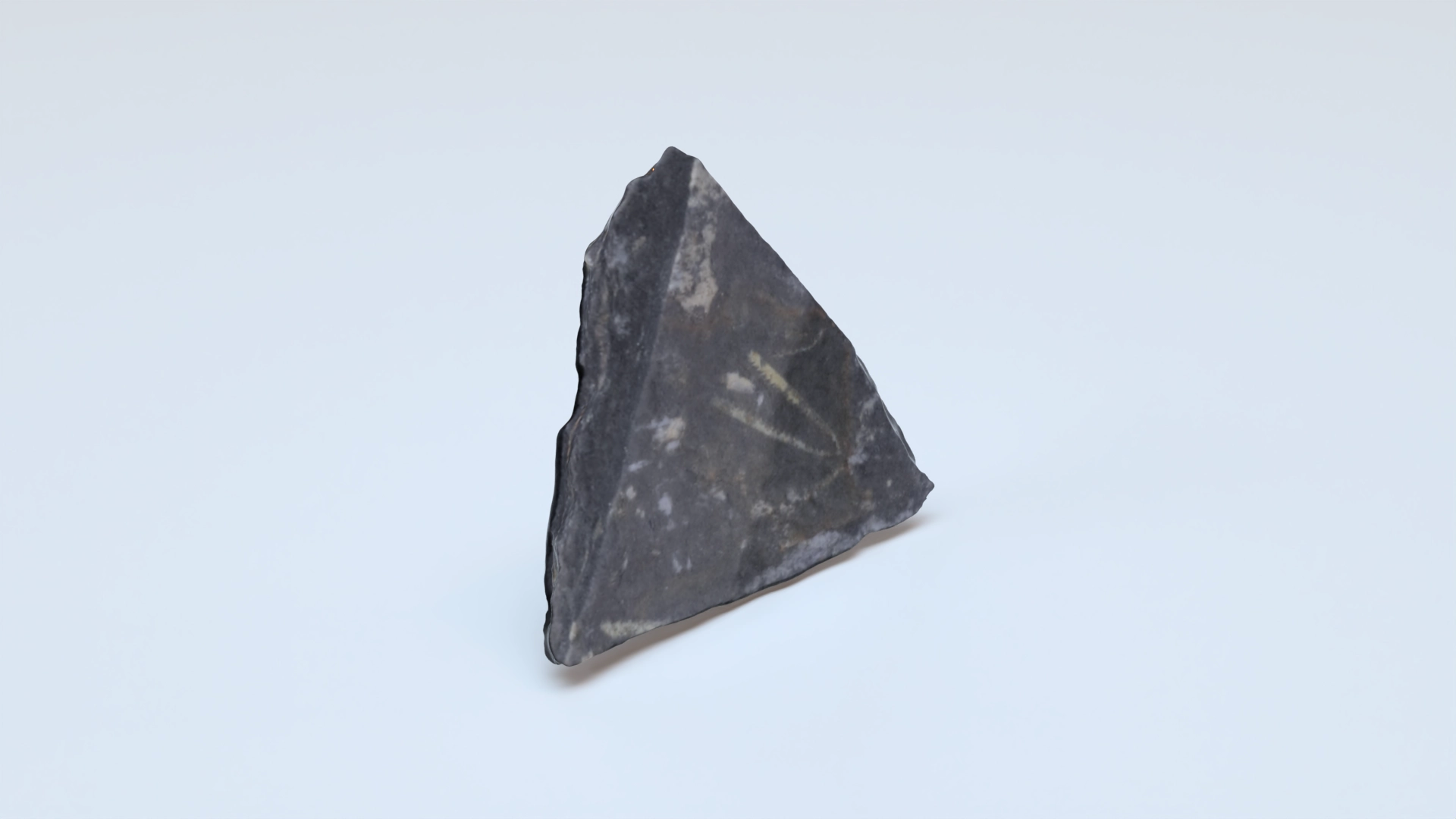 Graptolites didymograptus artus 2 pri 76792, a 3D model on Womp