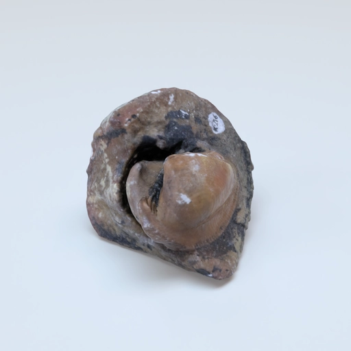 Bivalve cucullaea pri 61558 3D model