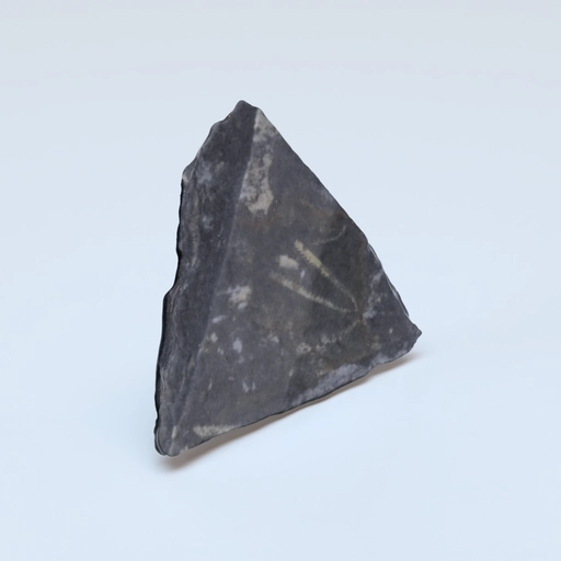 Graptolites didymograptus artus 2 pri 76792 3D model